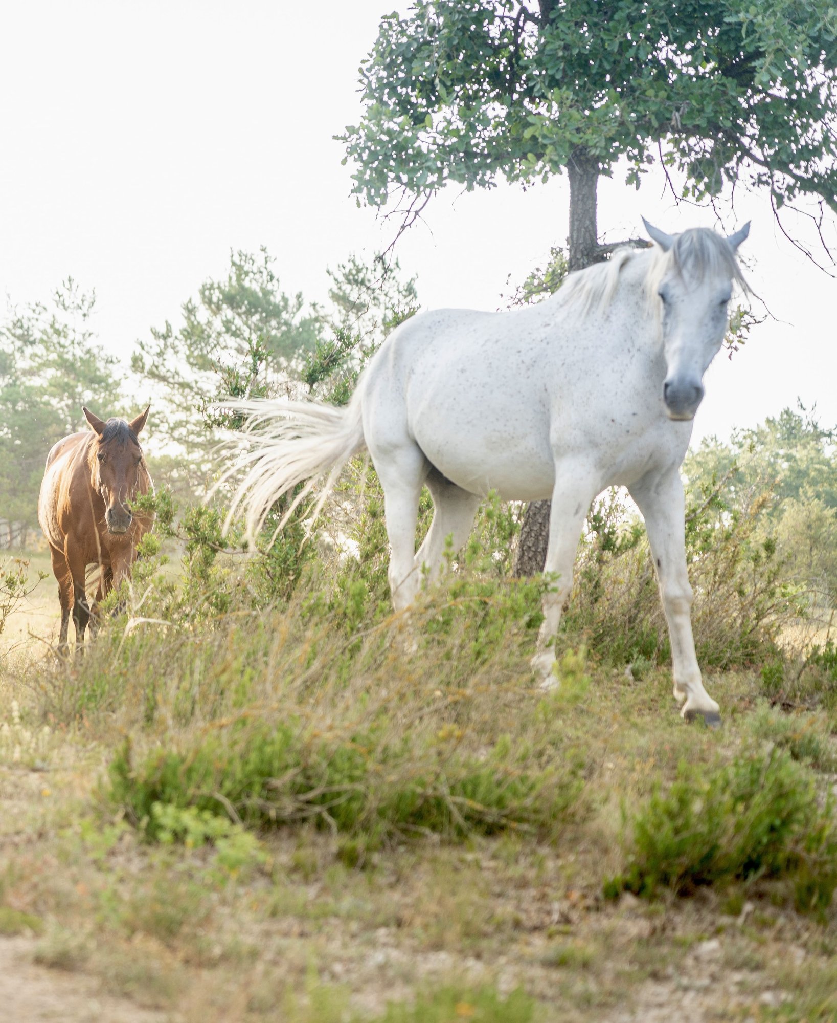 Etología caballos