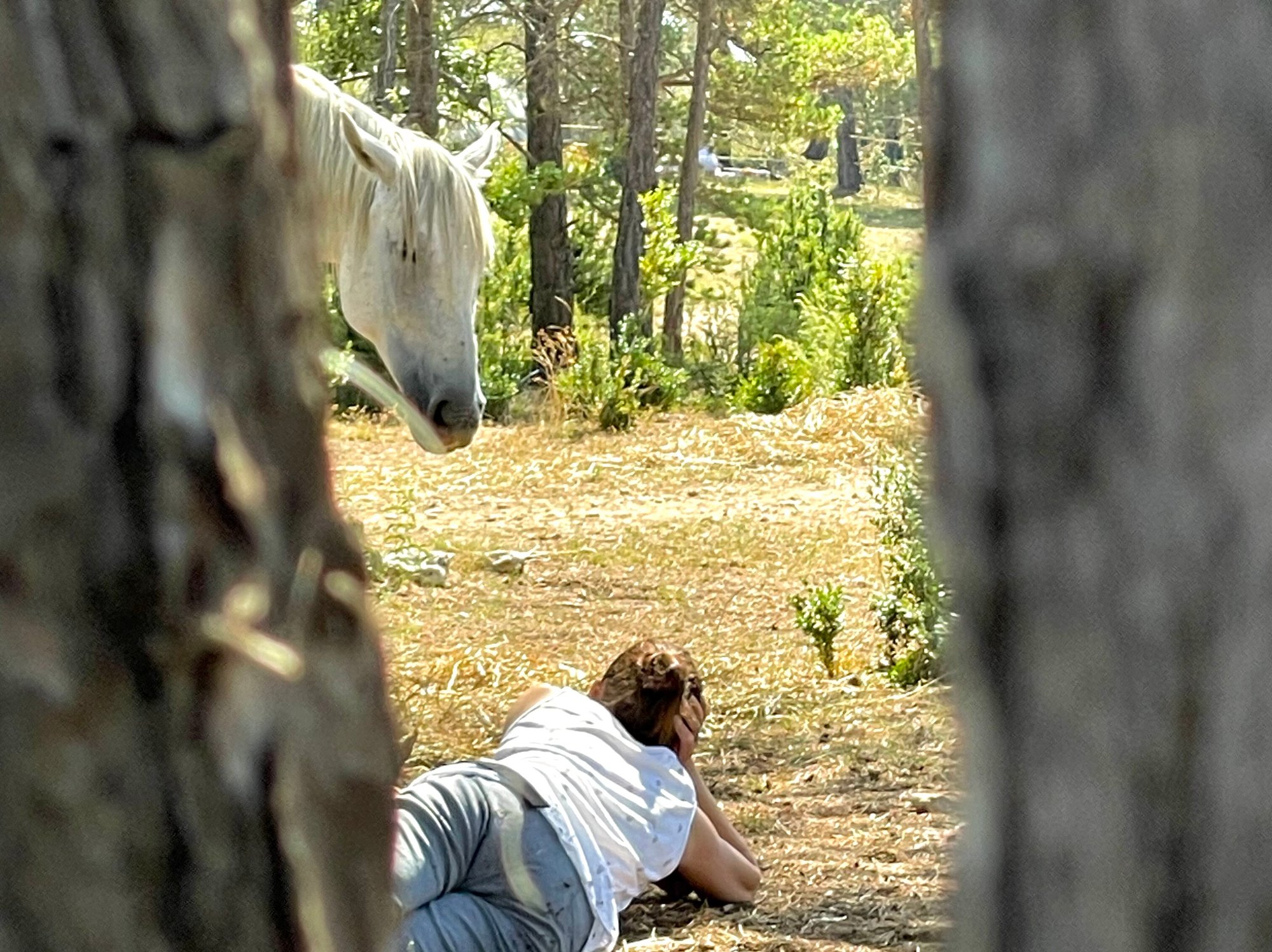 Constelaciones con caballos