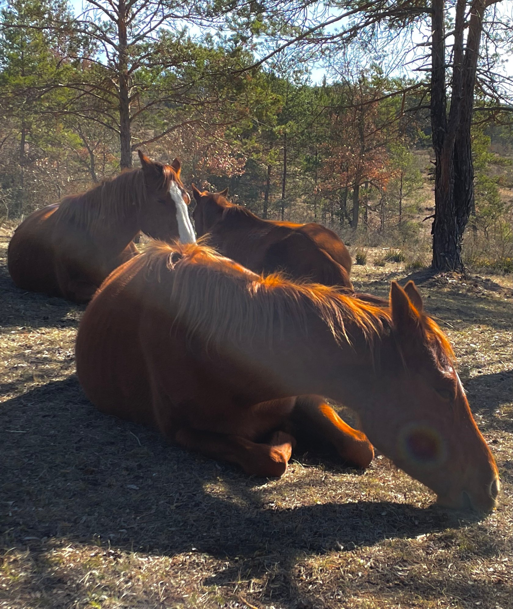 el caballo en libertad